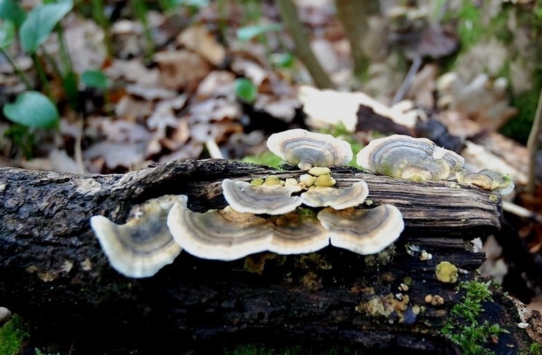 Coriolus versicolor